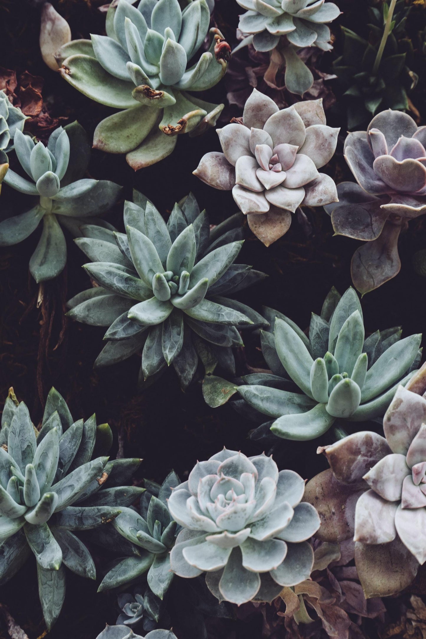 Succulents on Sale (second image)