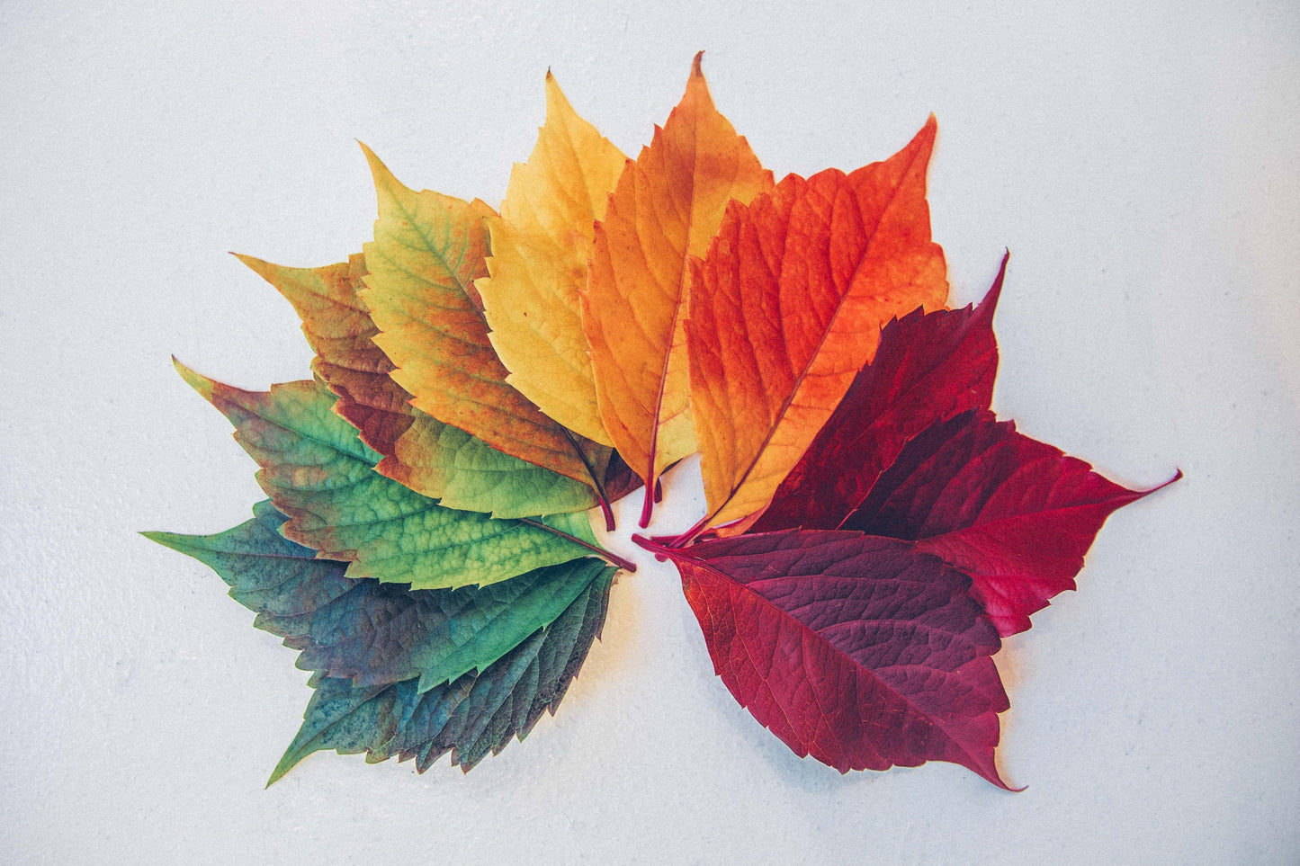 Variant - colour