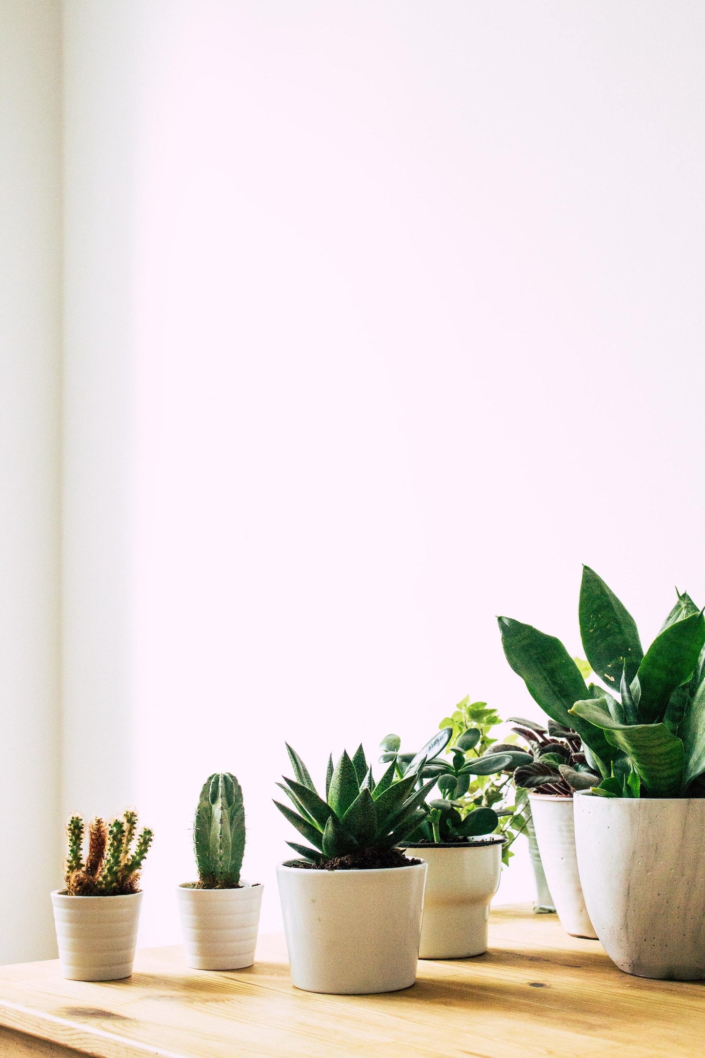 Succulents on Sale (second image)