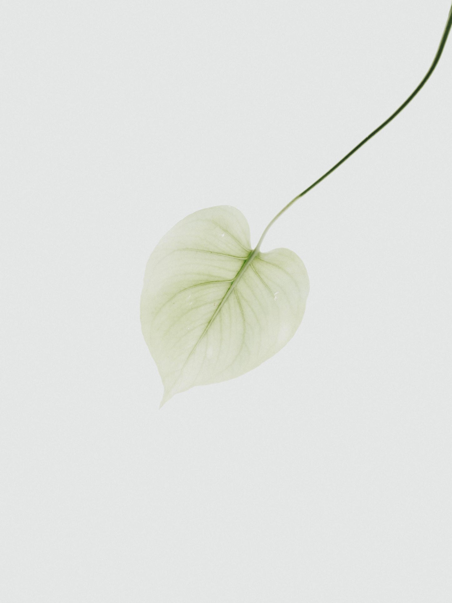 Variant - colour